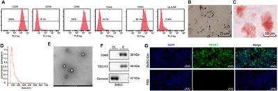 Bone Marrow Mesenchymal Stem Cell-Derived Exosomal miR-25 Regulates the Ubiquitination and Degradation of Runx2 by SMURF1 to Promote Fracture Healing in Mice